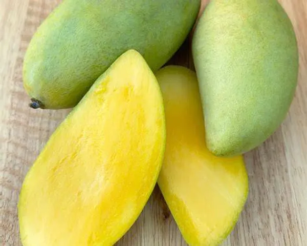 Nam_Dok_Mai_Grafted_Mango_Plant_|_Thai_Sweet_Mango_Variety