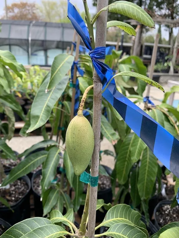 Nam_Dok_Mai_Grafted_Mango_Plant_|_Thai_Sweet_Mango_Variety
