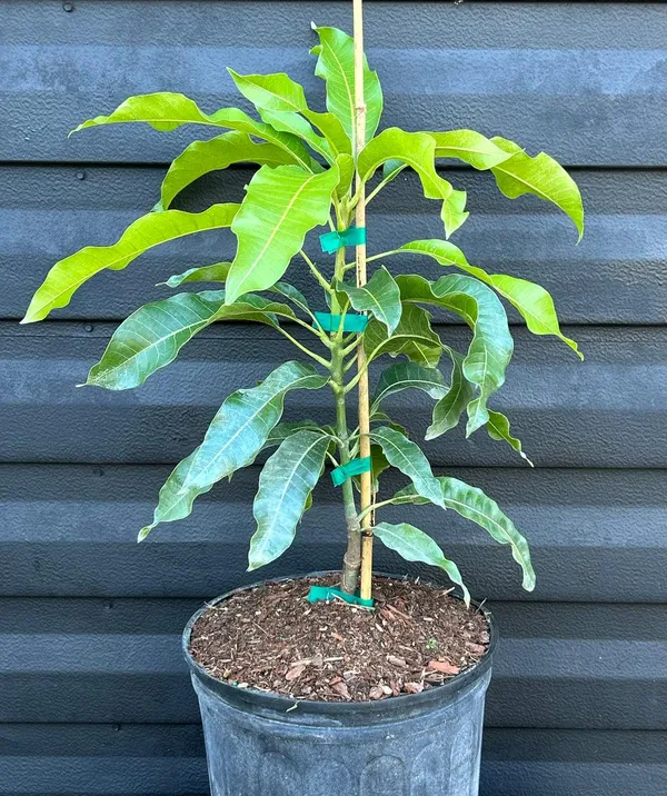 Nam_Dok_Mai_Grafted_Mango_Plant_|_Thai_Sweet_Mango_Variety