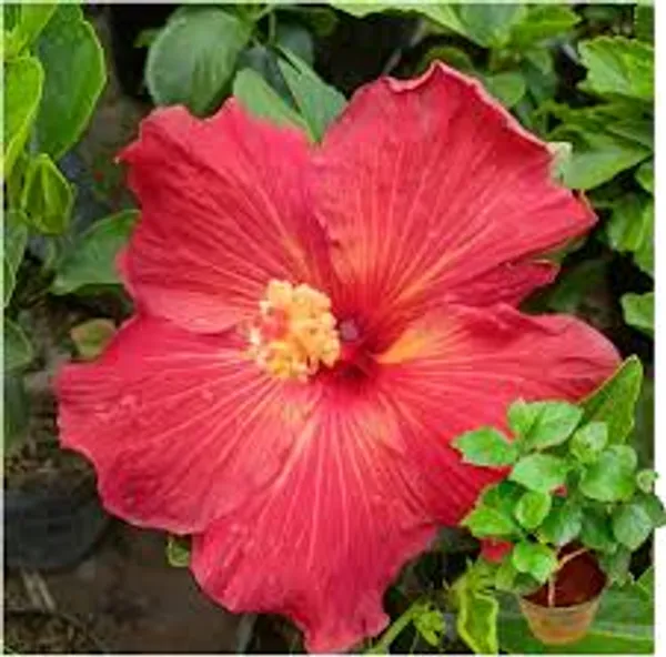 Hybrid_Pune_Hibiscus_Flower_Dwarf_Variety_Plant