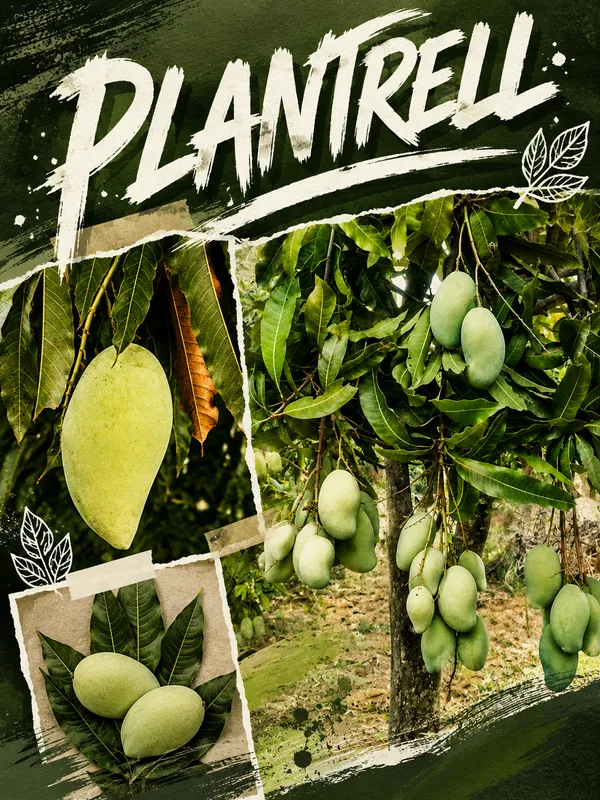 Amrapali_Mango_Live_Plant_Grafted_Hybrid_Sweet_Mango_Fruit_Plant_High_Yield_Dwarf_Mango_Tree_For_Home_Garden