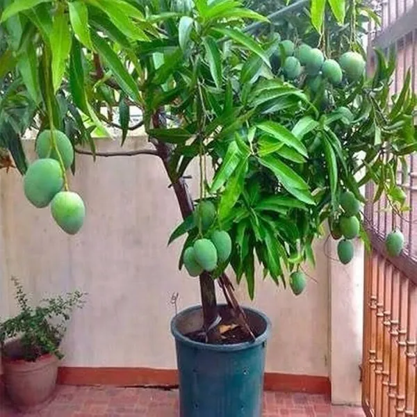 Amrapali_Mango_Live_Plant_Grafted_Hybrid_Sweet_Mango_Fruit_Plant_High_Yield_Dwarf_Mango_Tree_For_Home_Garden