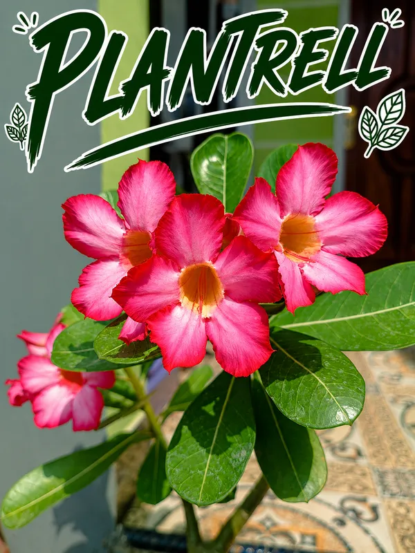Pink_Adenium_Plant_Live_Desert_Rose_Flower_Plant_Thick_Caudex_Bonsai_Style_Long_Blooming_Ornamental_Plant