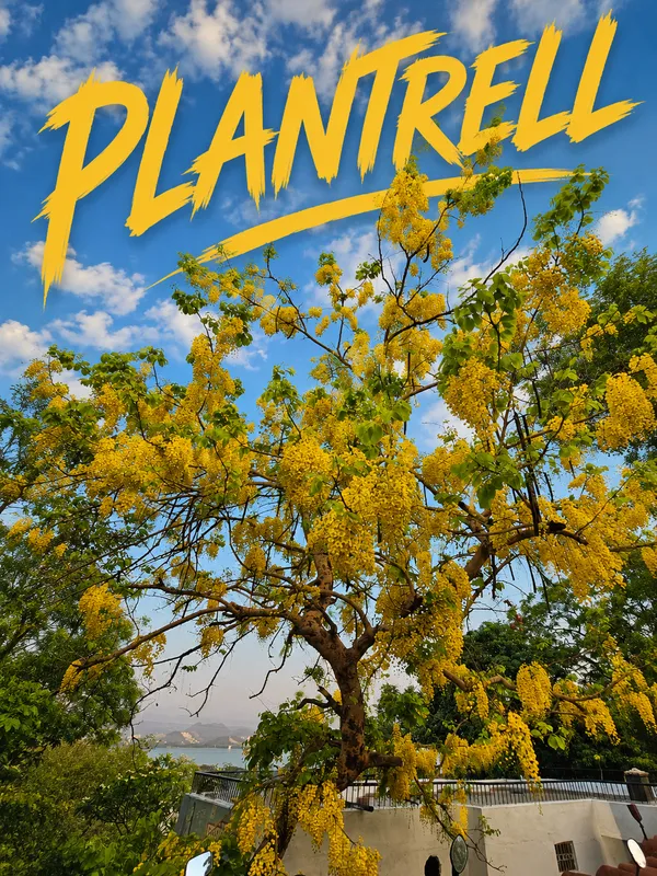 Cassia_Fistula_Cassia_Fistula_Amaltas_Golden_Shower_Tree