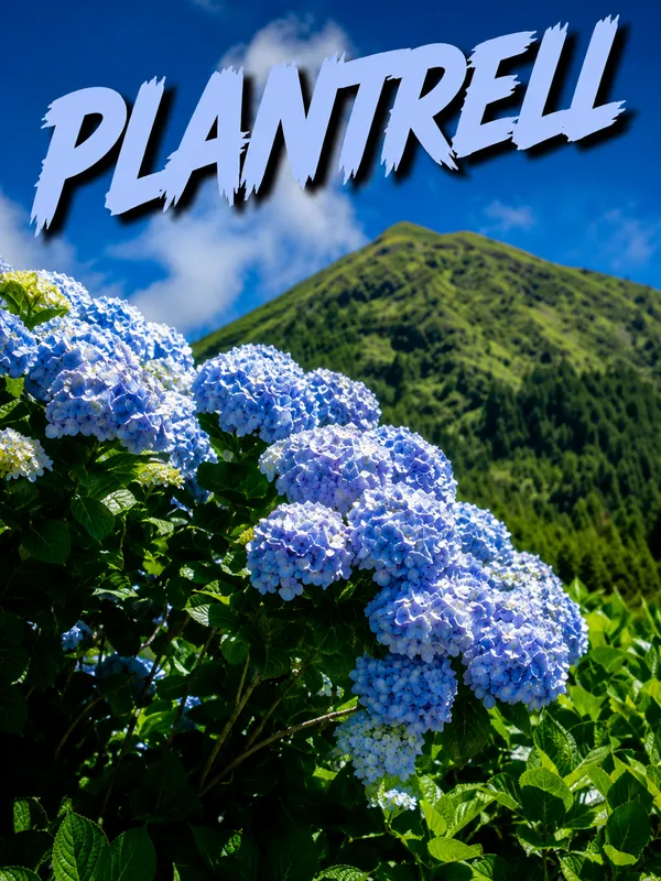 Mountain_Hydrangea_Blue_Blooms_Balcony_And_Garden_Plant