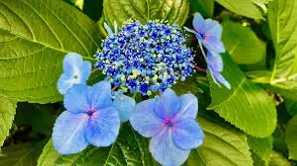 Mountain_Hydrangea_Blue_Blooms_Balcony_And_Garden_Plant
