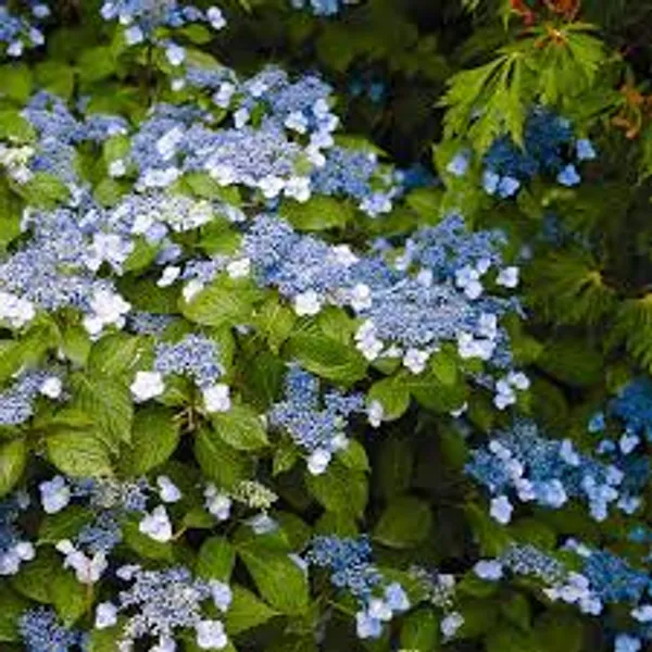 Mountain_Hydrangea_Blue_Blooms_Balcony_And_Garden_Plant