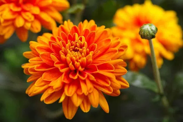 Orange_Chandramallika_Live_Flower_Plant_|_Orange_Chrysanthemum_Plant