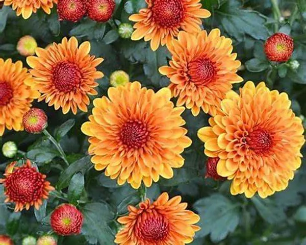 Orange_Chandramallika_Live_Flower_Plant_|_Orange_Chrysanthemum_Plant