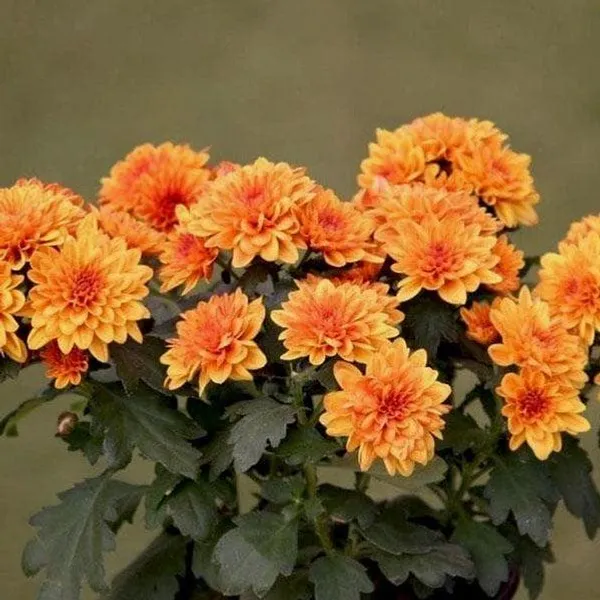 Orange_Chandramallika_Live_Flower_Plant_|_Orange_Chrysanthemum_Plant
