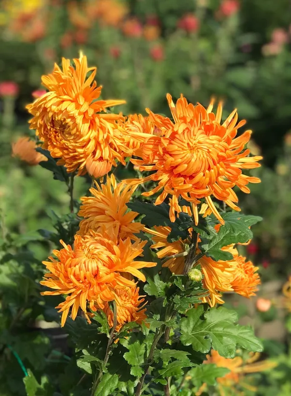 Orange_Chandramallika_Live_Flower_Plant_|_Orange_Chrysanthemum_Plant