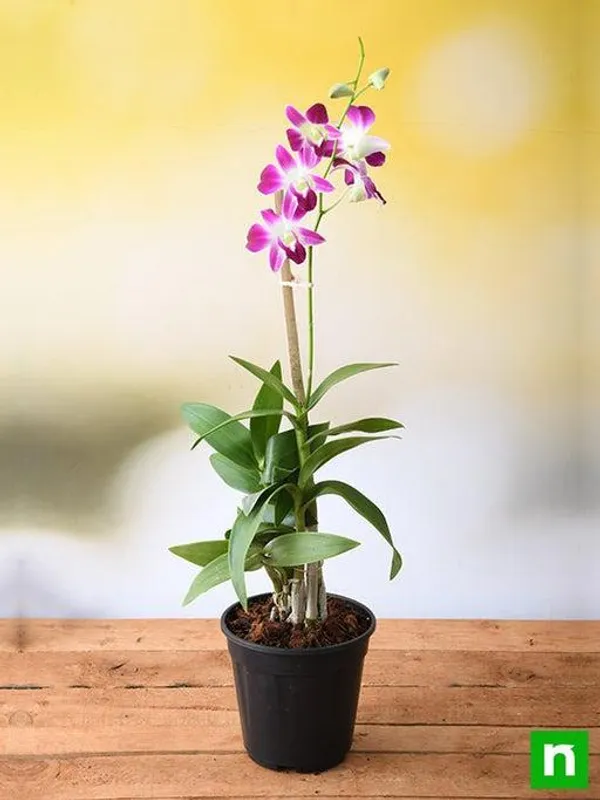 Orchid_Live_Flower_Plant_._Pack_of_1