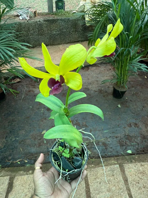 Orchid_Live_Flower_Plant_._Pack_of_1