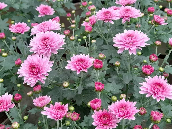 Pink_Chandramallika_Live_Flower_Plant_|_Pink_Chrysanthemum_Plant