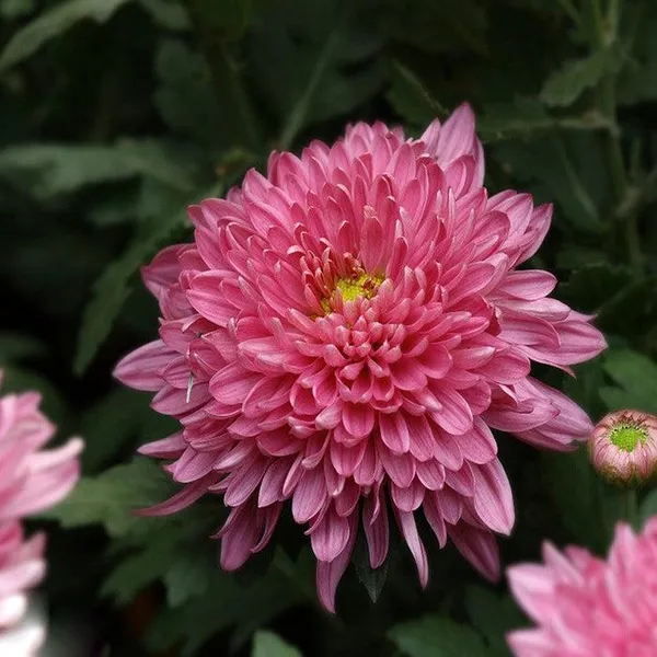 Pink_Chandramallika_Live_Flower_Plant_|_Pink_Chrysanthemum_Plant
