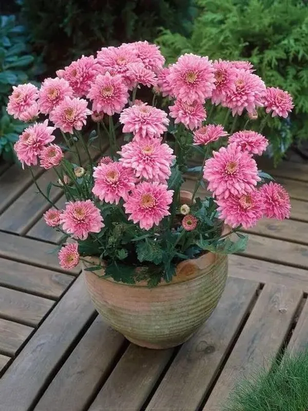 Pink_Chandramallika_Live_Flower_Plant_|_Pink_Chrysanthemum_Plant
