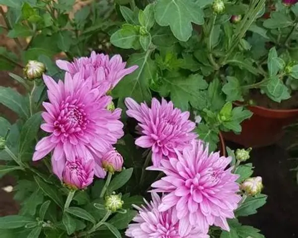 Pink_Chandramallika_Live_Flower_Plant_|_Pink_Chrysanthemum_Plant