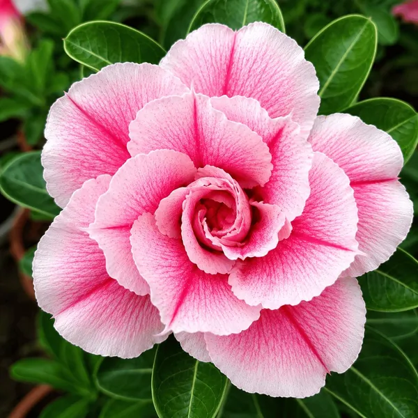 Pink_Double_Adenium_Plant_|_Ruffled_Desert_Rose