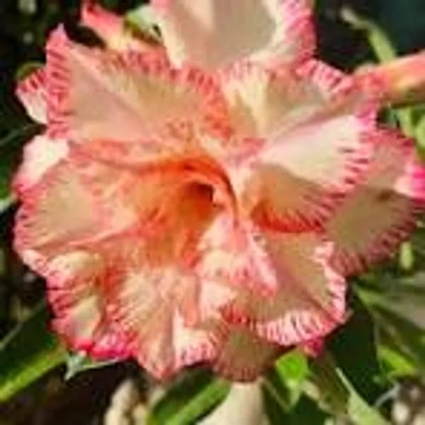 Pink_Double_Adenium_Plant_|_Ruffled_Desert_Rose