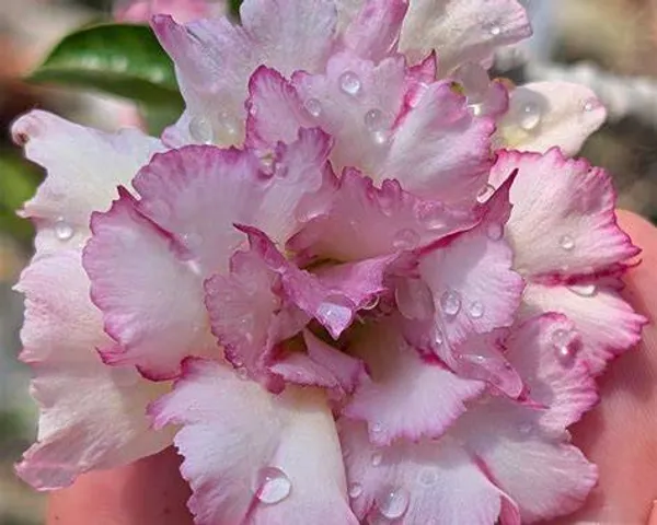 Pink_Double_Adenium_Plant_|_Ruffled_Desert_Rose
