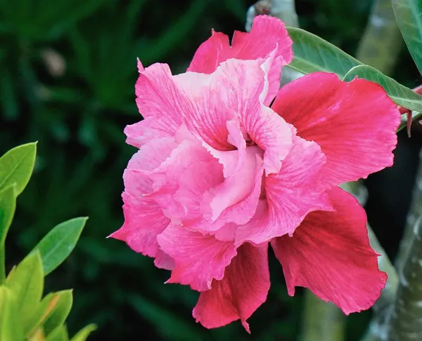 Pink_Double_Adenium_Plant_|_Ruffled_Desert_Rose