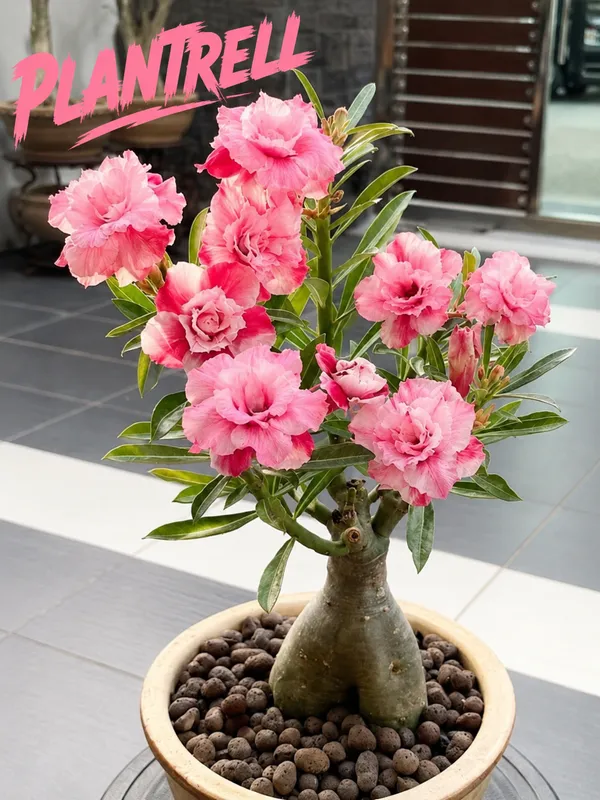 Pink_Double_Adenium_Plant_|_Ruffled_Desert_Rose