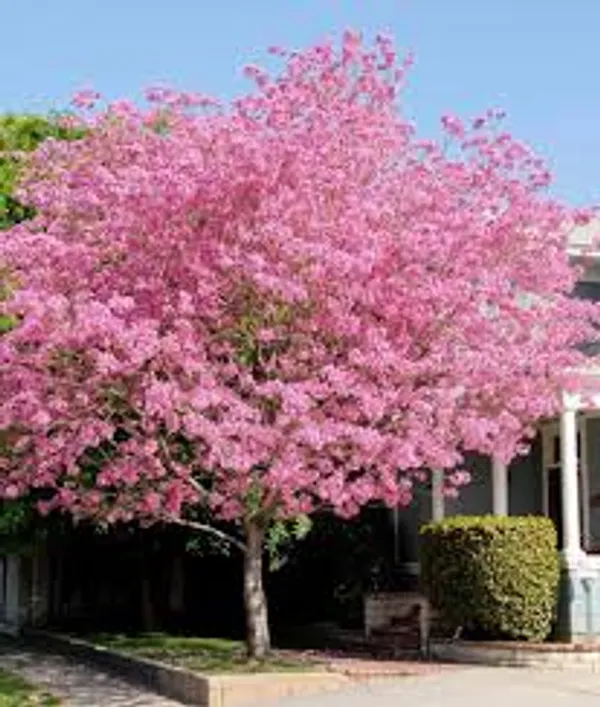 Pink_Tabebuia_Plant_|_Pink_Trumpet_Flower_Plant_|_Ornamental_Flowering_Tree_Plant