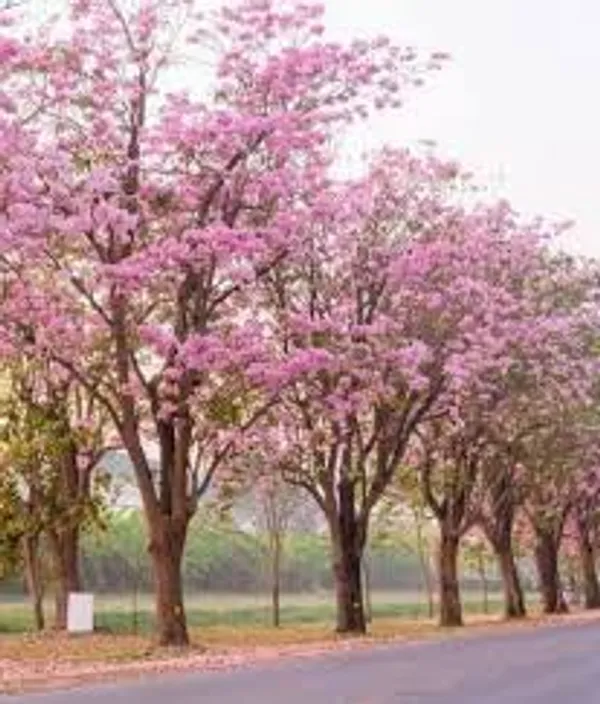 Pink_Tabebuia_Plant_|_Pink_Trumpet_Flower_Plant_|_Ornamental_Flowering_Tree_Plant