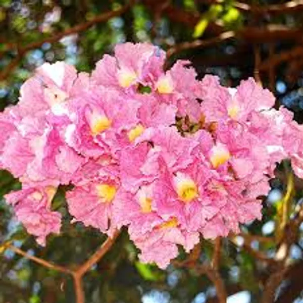 Pink_Tabebuia_Plant_|_Pink_Trumpet_Flower_Plant_|_Ornamental_Flowering_Tree_Plant