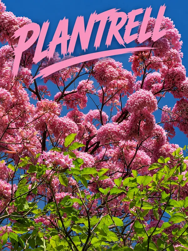 Pink_Tabebuia_Plant_|_Pink_Trumpet_Flower_Plant_|_Ornamental_Flowering_Tree_Plant