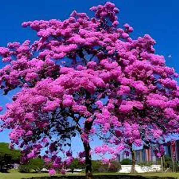 Pink_Tabebuia_Plant_|_Pink_Trumpet_Flower_Plant_|_Ornamental_Flowering_Tree_Plant