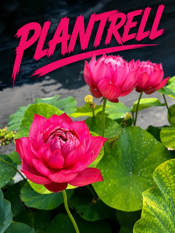 Premium_Elegant_Red_Cherry_Lotus_Tuber_Live_Plant