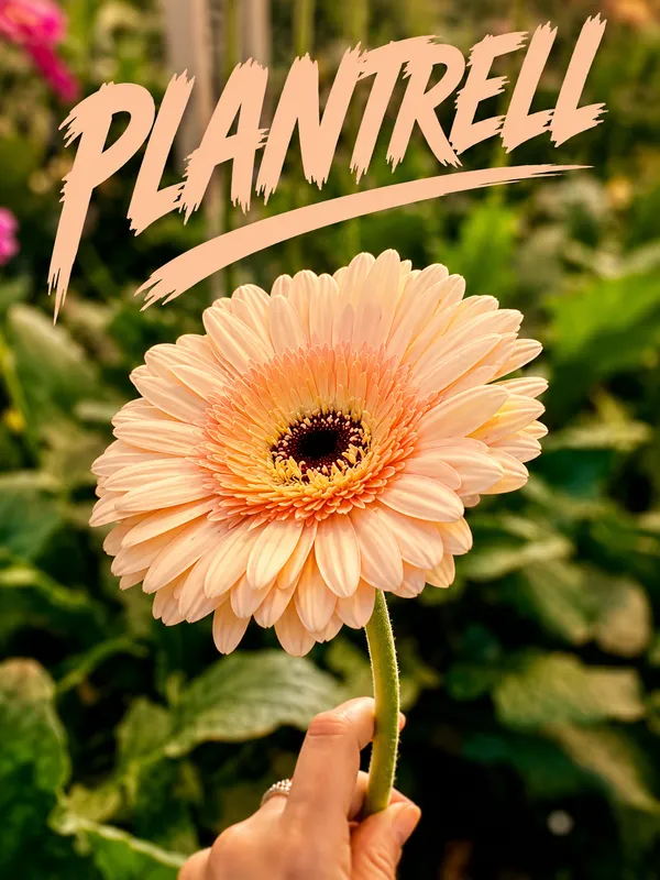 Premium_Peach_Gerbera_Plant_