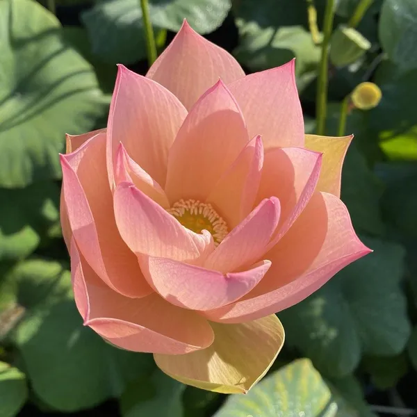 Premium_Peach_Lotus_Tuber_|_Aquatic_Flower_Plant