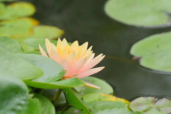 Premium_Peach_Lotus_Tuber_|_Aquatic_Flower_Plant