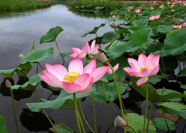 Premium_Pink_Lotus_Plant_|_Beautiful_Aquatic_Flower