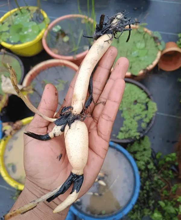 Premium_Purple_Lotus_Tuber_|_Aquatic_Flower_Plant