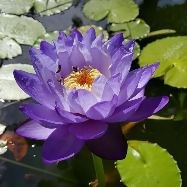 Premium_Purple_Lotus_Tuber_|_Aquatic_Flower_Plant