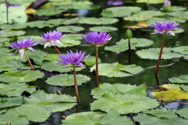 Premium_Purple_Lotus_Tuber_|_Aquatic_Flower_Plant