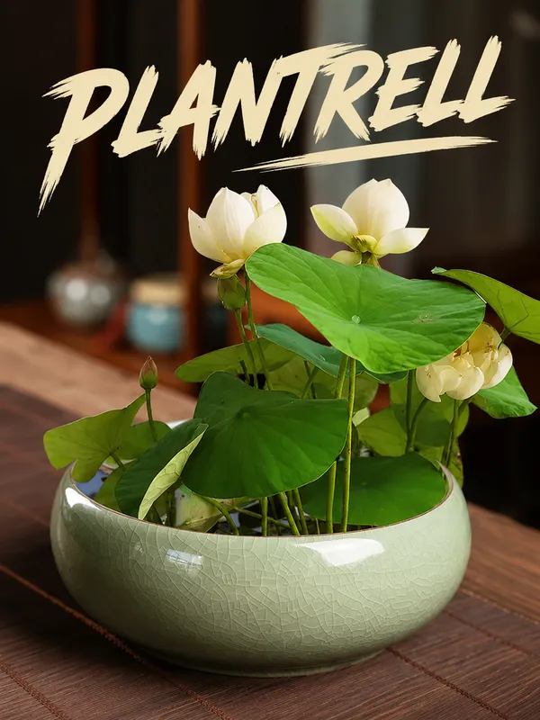 Premium_White_Lotus_Tuber_|_Aquatic_Flower_Plant