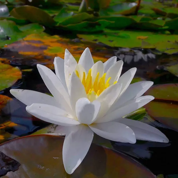 Premium_White_Lotus_Tuber_|_Aquatic_Flower_Plant