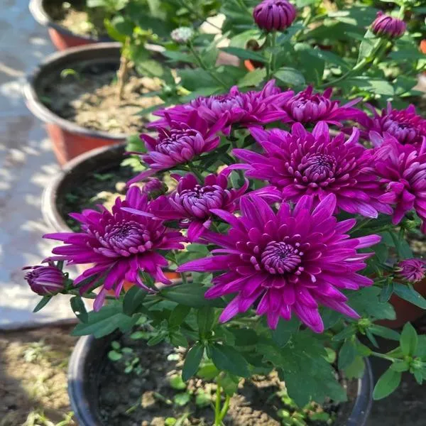 Purple_Chandramallika_Live_Flower_Plant_|_Purple_Chrysanthemum_Plant