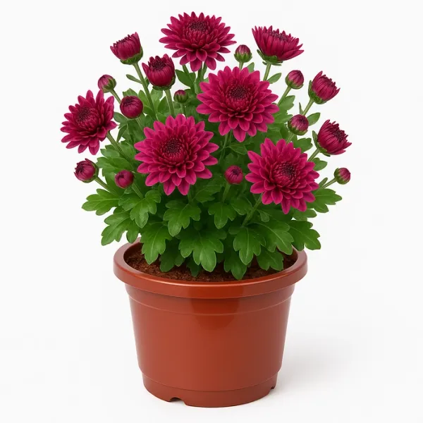 Purple_Chandramallika_Live_Flower_Plant_|_Purple_Chrysanthemum_Plant