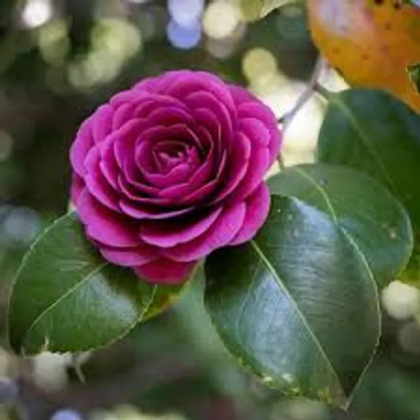 Purple_Double_Camellia_Plant_|_Elegant_Rose-Form_Blooms