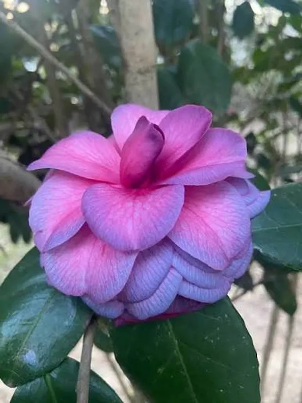 Purple_Double_Camellia_Plant_|_Elegant_Rose-Form_Blooms