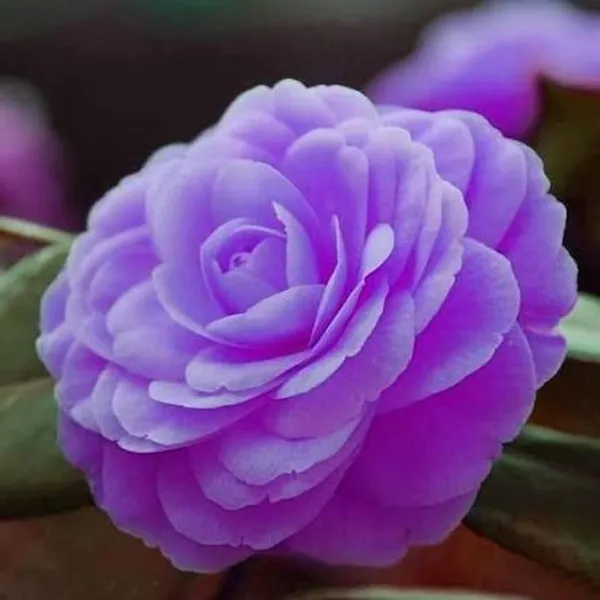Purple_Double_Camellia_Plant_|_Elegant_Rose-Form_Blooms
