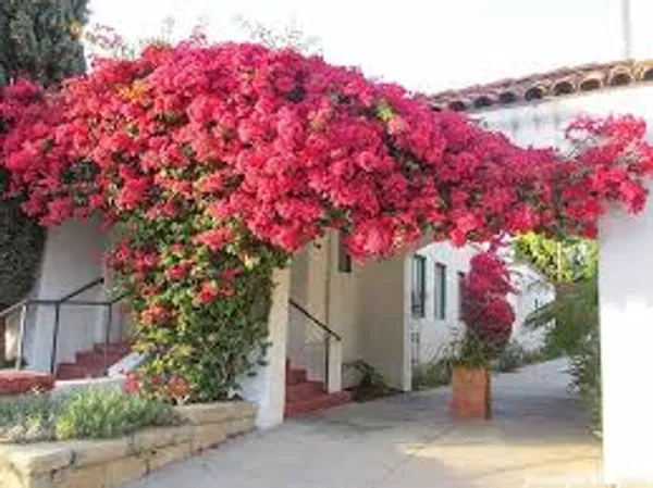 Pink_Bougainvillea_Plant_Live_Outdoor_Climber