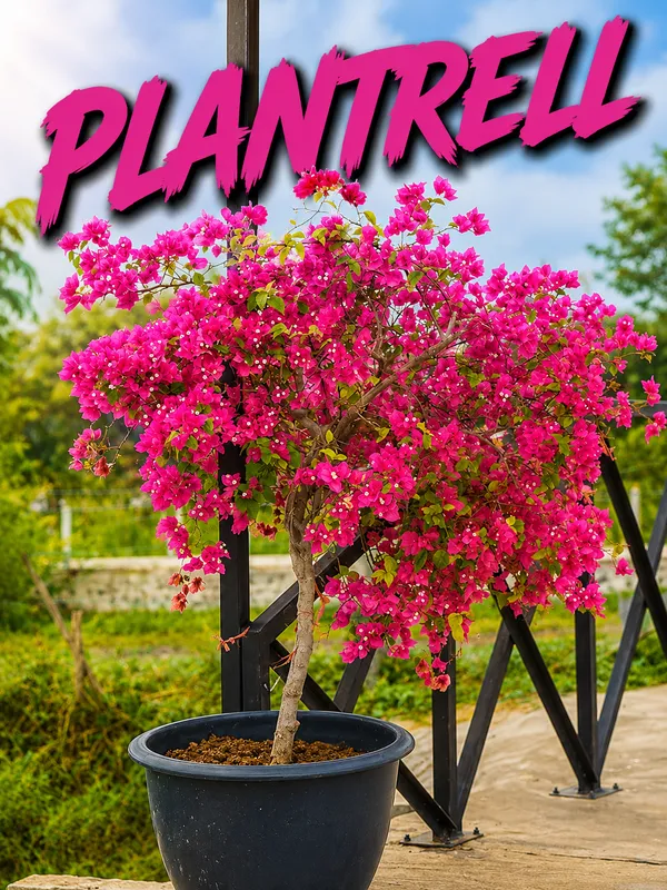 Pink_Bougainvillea_Plant_Live_Outdoor_Climber