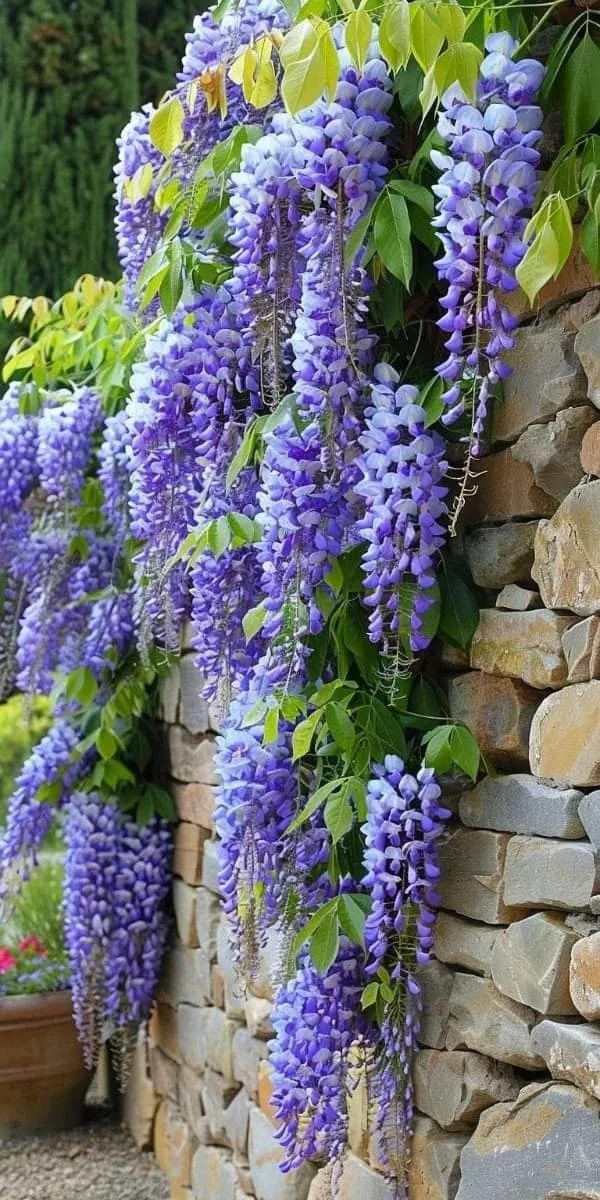 Purple_Wreath_Petrea_Volubilis_Sandpaper_Vine_Flower_Plant