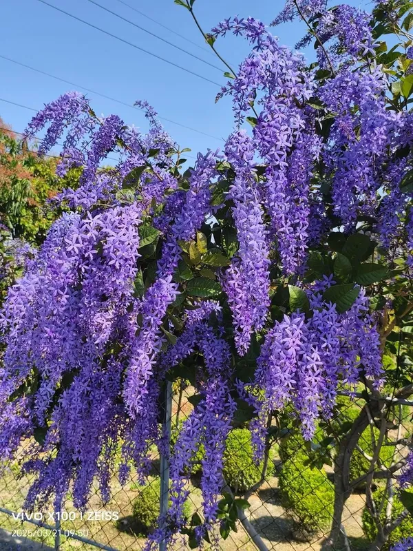 Purple_Wreath_Petrea_Volubilis_Sandpaper_Vine_Flower_Plant